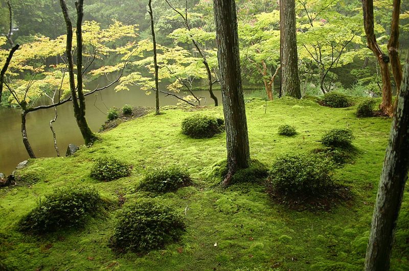 西芳寺(苔寺)